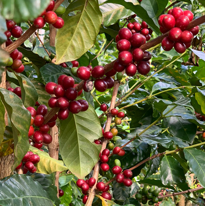 Finca en El Salvador